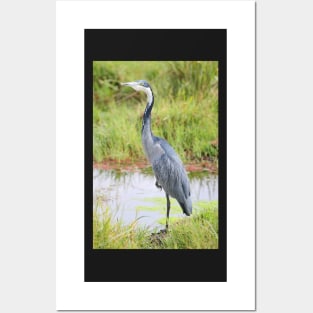 Blue or Black-headed Heron, Kenya Posters and Art